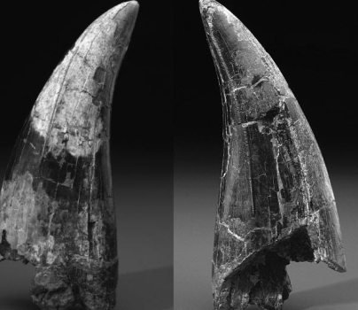 Dùng 600 triệu để mua răng khủng long?