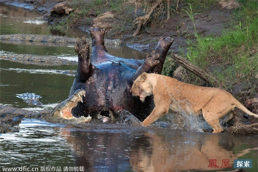 Dù phải đương đầu với cả đàn cá sấu dưới nước nhưng con sư tử cái vẫn lao xuống nước để cố gắng xua đuổi đàn cá sâu khỏi xác hà mã gần đó.