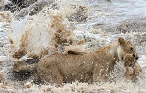 Người mẹ trong hành trình nguy hiểm vượt qua sông Ntiakitiak ở Kenya. Có những lúc nguy hiểm tưởng chừng hai mẹ con sẽ cùng bị nước cuốn trôi.  


