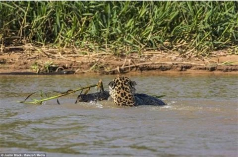 Con báo đốm bơi qua sông với con mồi ngậm chặt trong miệng. 
