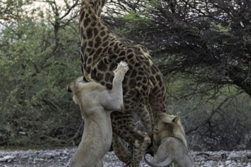 Dù chạy trốn suốt đêm, hươu cao cổ vẫn bị hai con sư tử con hạ gục