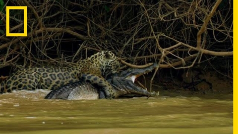 CLIP: Xem báo đốm làm liều xuống sông săn... cá sấu