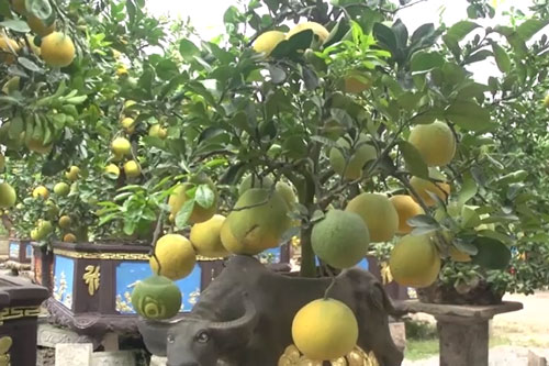 CLIP: Bưởi trồng trên lưng trâu gốm 'cháy hàng' dịp Tết Tân Sửu