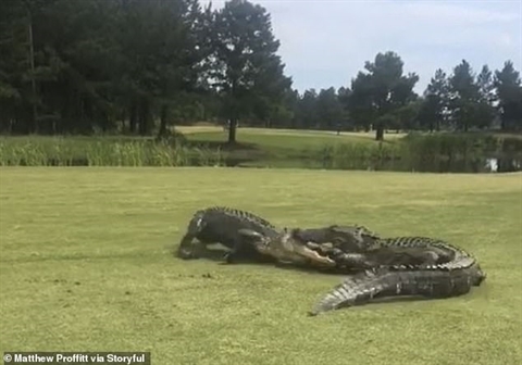 CLIP: Cá sấu lôi nhau lên bờ kịch chiến giữa sân golf
