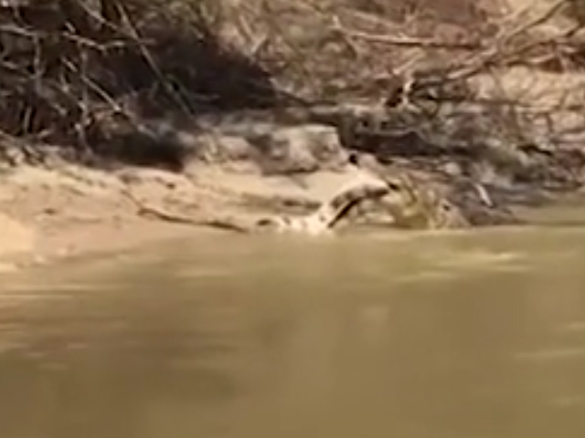 CLIP: Cận cảnh cá sấu khổng lồ nuốt chửng đồng loại