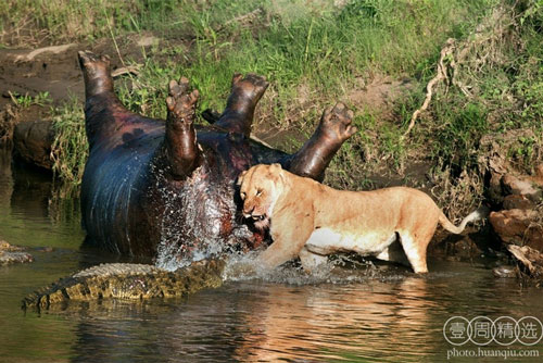 Sư tử đại chiến cá sấu chỉ vì một cái xác thối