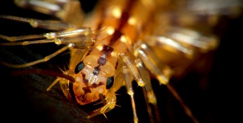 Con người sẽ chết nếu những sinh vật này hồi sinh?