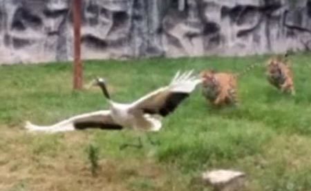 Sếu bay lạc vào chuồng hổ dữ và cái kết vô cùng bất ngờ