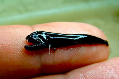 Bí ẩn loài cá 'quái vật' nhỏ bằng đầu ngón tay