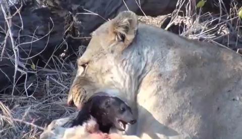 CLIP: 'Kẻ bố đời' mất mạng dưới hàm răng sư tử