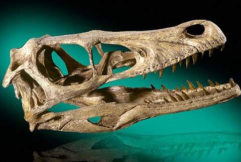 Phát hiện mới: Khủng long ăn thịt săn mồi về đêm