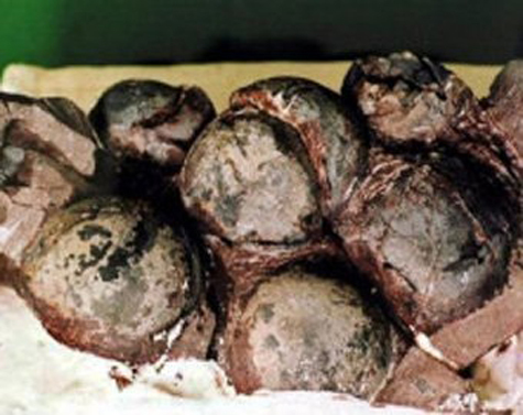 Phát hiện hóa thạch khủng long đang mang thai