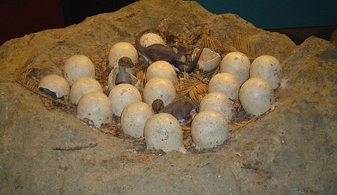 Khủng long nuôi con bằng sữa?