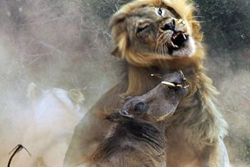 Cận cảnh lợn nanh sừng thách thức sư tử châu Phi