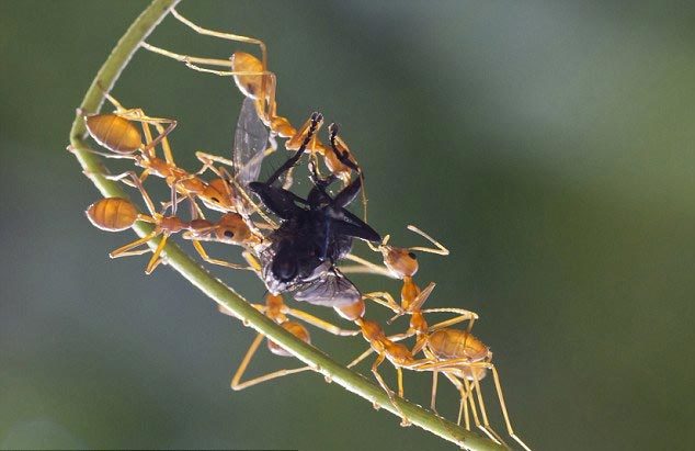 Cận cảnh lũ kiến thợ tranh cướp mồi "khủng"