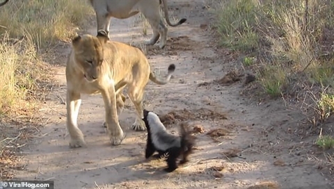 Lửng mật bé tí đánh lui cả ba con sư tử