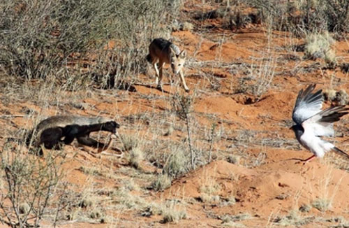 Lửng mật chén rắn hổ mang, hai khán giả nhìn chưng hửng