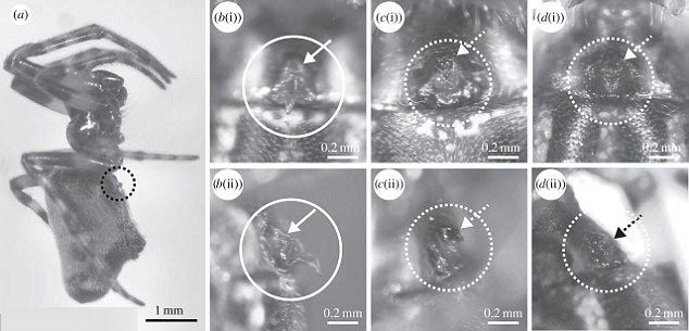 Phát hiện loài nhện đực "xẻo" bộ phận sinh sản của bạn tình
