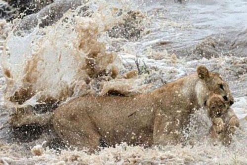 Sư tử mẹ kẹp chặt gáy con vượt qua nước xiết