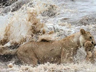 Sư tử mẹ kẹp chặt gáy con vượt qua nước xiết