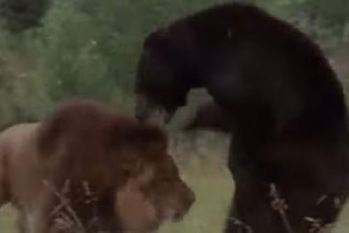 Gấu đen đại chiến sư tử đực