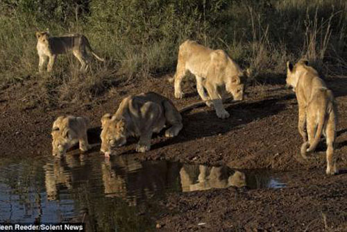 Sư tử hoảng vía trước hàm răng sắc nhọn của cá sấu