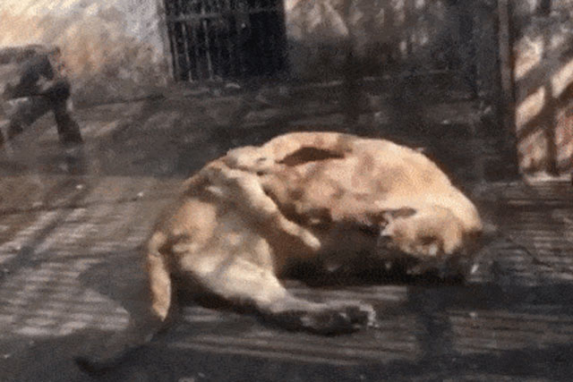 Sư tử tự cắn chân mình sau khi bị thương tại Trung Quốc