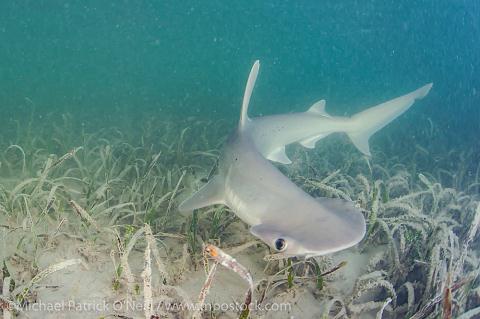 CLIP: Thỉnh thoảng cá mập cũng ăn chay