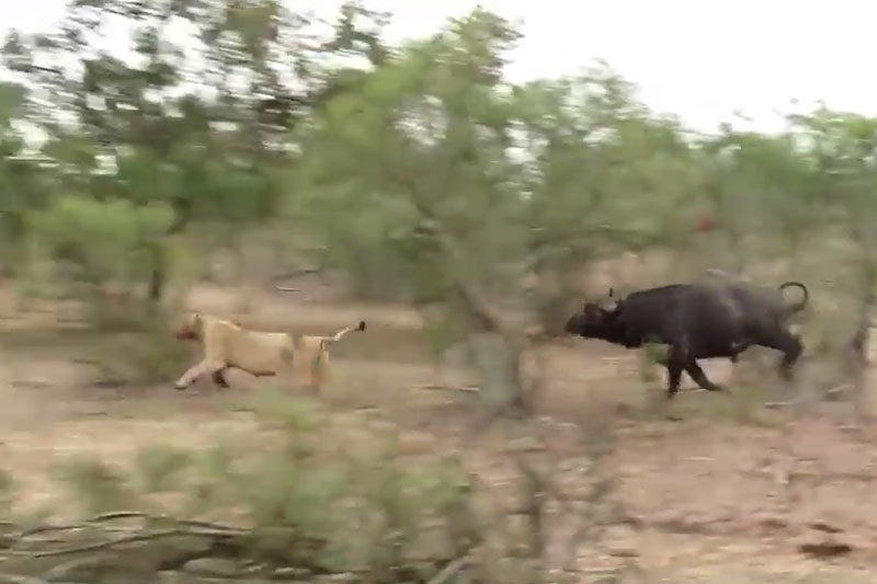 Ngược đời: Sư tử 'chạy té khói' khi bị trâu rừng truy đuổi