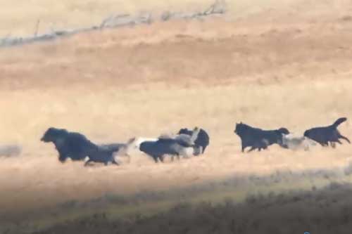 Clip: Gấu nâu bị bầy chó sói hung dữ đeo bám, tấn công 'cực rát'