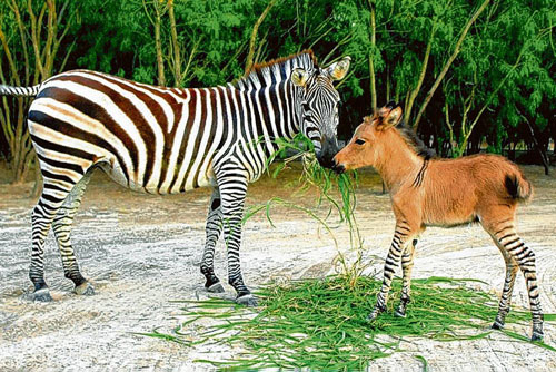 Ảnh 'độc' về lừa vằn ít người biết