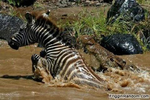 Cận cảnh ngựa vằn dần mất tích dưới nước sông đục ngầu