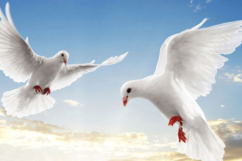 Bồ câu, loài chim thông minh của thế giới động vật