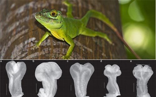 Tốc độ tiến hóa "cậu nhỏ" nhanh kinh ngạc của thằn lằn