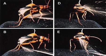 Vũ khí lợi hại của bọ xịt hơi cay
