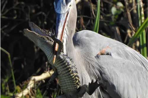 Cá sấu bị diệc khổng lồ Bắc Mỹ bắt được và cái kết bi thảm cho 'vua đầm lầy'
