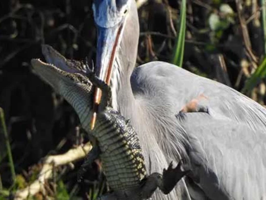 Cá sấu bị diệc khổng lồ Bắc Mỹ bắt được và cái kết bi thảm cho 'vua đầm lầy' - Tạp chí Doanh nghiệp Việt Nam
