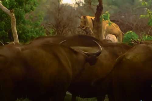 Clip: Đàn sư tử bỏ chạy tán loạn khi gặp phải bầy trâu rừng hung hãn