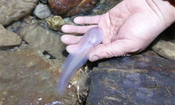 Bắt được nòng nọc bạch tạng "khủng" dị thường