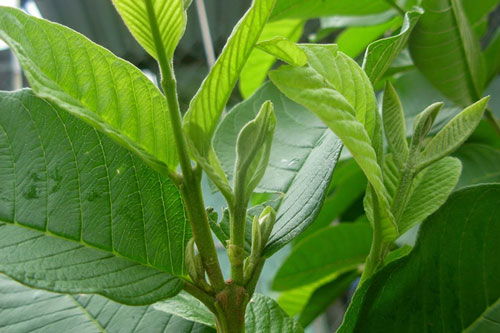 Bí quyết làm đẹp da bằng lá ổi