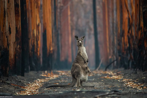 Choáng ngợp vẻ đẹp những bức ảnh thiên nhiên ấn tượng