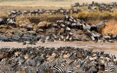 Hàng nghìn con ngựa vằn và linh dương vượt qua sông Mara tại khu bảo tồn quốc gia Maasai Mara của Kenya.