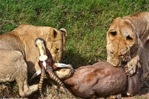 Hai con sư tử đã kéo con linh dương lên đỉnh đồi để thưởng thức thành quả săn mồi ngoạn mục vừa xong... 