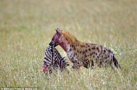 Một con linh cẩu đang cắp chú ngựa vằn non chưa chào đời trong bụng ngựa vằn mẹ. 