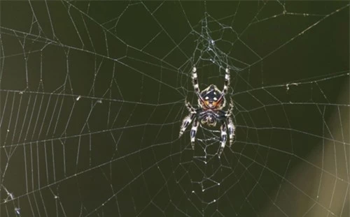 Mạng nhện siêu khồng lồ có thể lên tới 25m