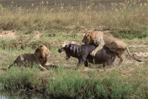 Hai con sư tử hợp lực hạ gục một con hà mã. Một con nhảy chồm lên lưng con vật để cắn, con còn lại tấn công trực diện. 
