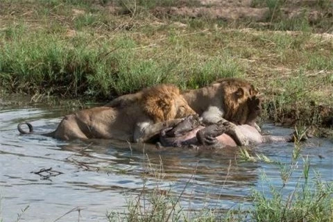 Ba con sư tử lật ngửa con mồi ra ngay trên vũng nước. Lúc này, hà mã không thể nào chống cự được nữa. 