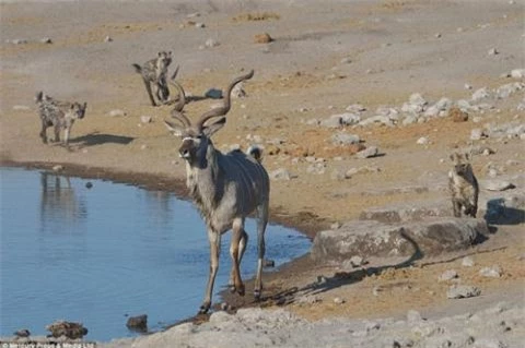 Trong khi đang uống nước tại một hố nước trong vườn quốc gia Etosha ở Namibia, một con linh dương cuđu đực đã bị bao vây bởi 14 con linh cẩu đói đang đi săn gần đó. Linh dương chọn giải pháp nhảy xuống nước để tránh bị tấn công.

