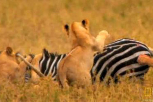 Cận cảnh cuộc săn ngựa vằn của sư tử hung dữ