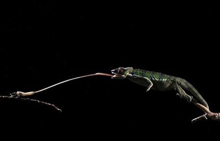 Cận cảnh chiếc lưỡi lợi hại của tắc kè